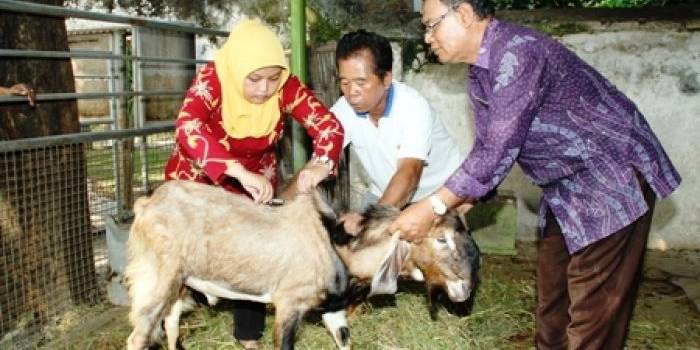 ?

Staf DP3 saat memeriksa kesehatan hewan ternak di halaman belakang Pendapa Delta Wibawa. foto:daryanto/BANGSAONLINE