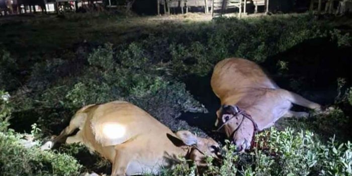 wabah-misterius-di-bangkalan-sebabkan-puluhan-sapi-mati-mendadak