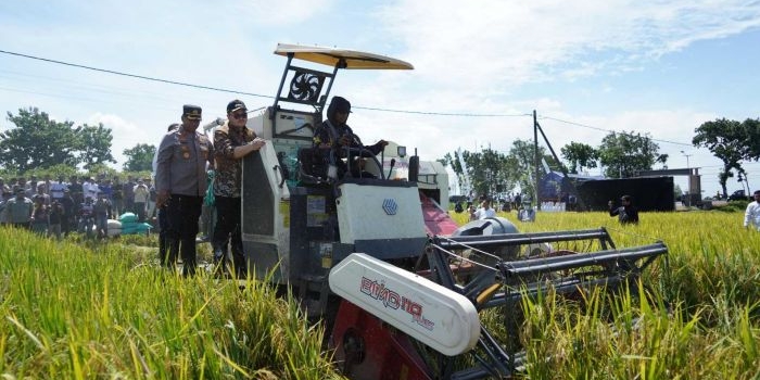 petani-kediri-sumringah-rasakan-kenaikan-harga-gabah-berkat-terobosan-bupati-dhito