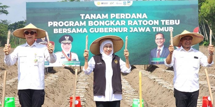 genjot-produktivitas-tebu-khofifah-pimpin-tanam-perdana-bongkar-ratoon-di-kediri