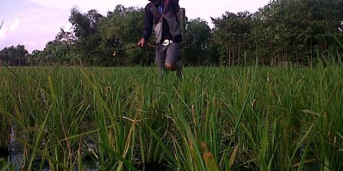 Teks foto:
SEMPROT. Petani di Desa Temu Kecamatan Kanor sedang melakukan penyemprotan wereng pada tanaman mereka. foto : eky nurhadi/bangsaonline
