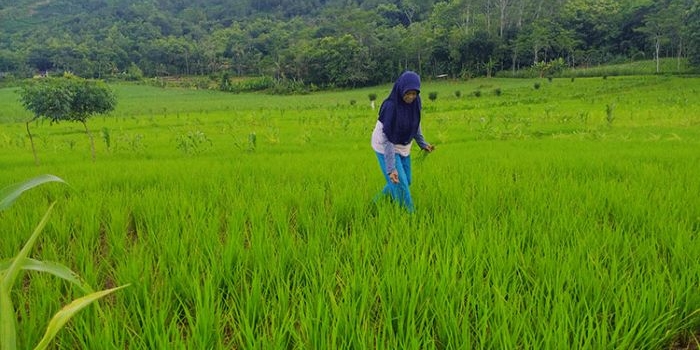 Sunarti, Ketua Poktan Purwo Dadi Desa Parakan, Kecamatan Trenggalek saat berada di area PATB miliknya. (foto: HERMAN/ BANGSAONLINE)
