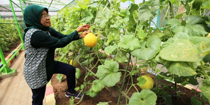 Salah satu jenis tanaman buah-buahan yang dibudidayakan di Mini Agrowisata adalah Golden Melon.