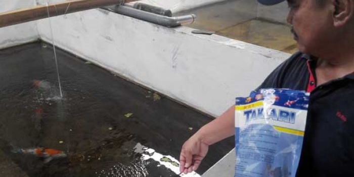 Kabid Perikanan DKPP, Supriyanto, menunjukkan indukan Koi yang produksi. Ikan ini diharapkan membuka peluang bisnis ikan hias di Kota Mojokerto. foto: YUDI EP/ BANGSAONLINE