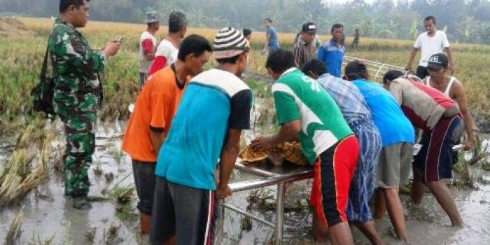 Petugas TNI dan Polisi dibantu warga sekitar meevakuasi jasad korban di sawahnya. foto: eky nurhadi/ BANGSAONLINE 