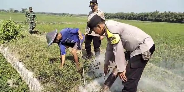 berantas-hama-tikus-anggota-polres-ngawi-bersama-dinas-pertanian-lakukan-gropyokan