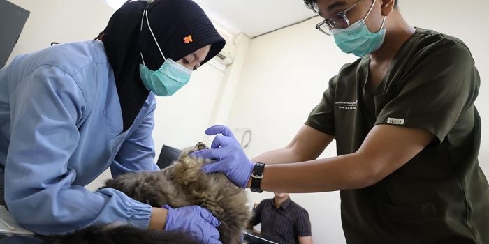 Seekor kucing sedang menjalani perawatan medis di Puskeswan Kota Surabaya. Foto: Hms