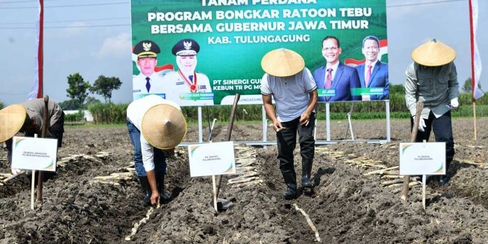 Penanaman varietas tebu baru di Desa Pinggirsari, Kecamatan Ngantru, Tulungagung.