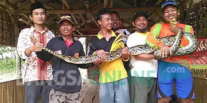 Ular yang sudah ditangkap dipamerkan oleh warga.