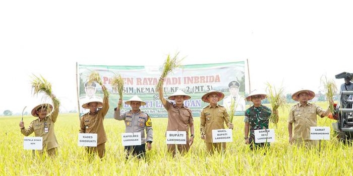 lamongan-panen-raya-mt-iii-harga-gabah-tembus-di-atas-hpp-pemerintah