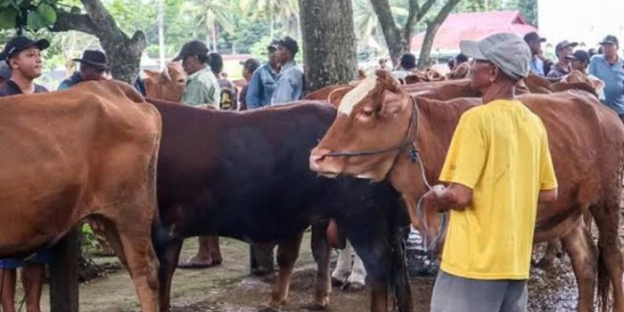 penjual-hewan-kurban-wajib-kantongi-skkh