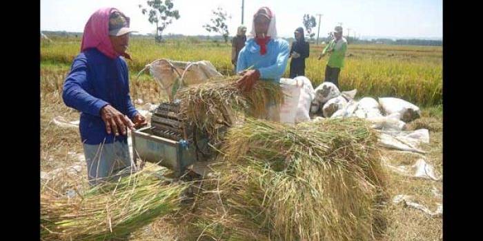 Para petani di wilayah bantaran Sungai Bengawan Solo Bojonegoro sedang panen padi. foto: eky nurhadi/ BANGSAONLINE