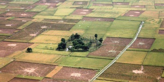 PANEN: Lahan milik para petani di bantaran Sungai Bengawan Solo diambil via udara tampak panen raya. Namun harga jual gabah terus turun. Foto: Eky Nurhadi/BangsaOnline