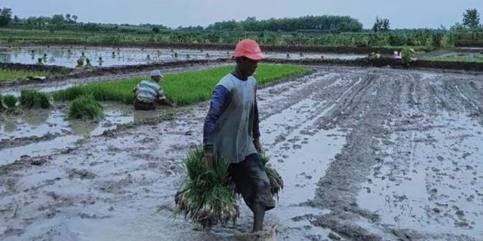 pekerjaan-sektor-pertanian-masih-mendominasi-di-bojonegoro