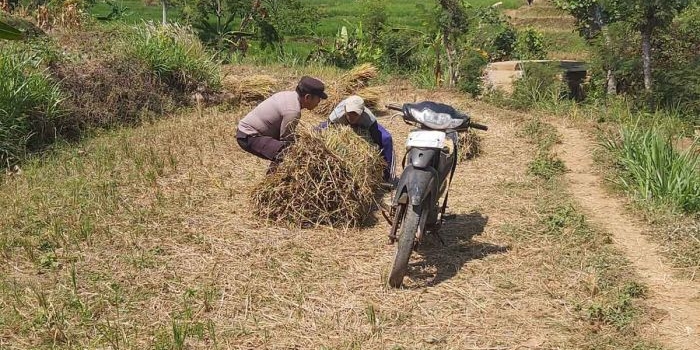 Salah satu anggota Polsek Ngrambe saat membantu petani.