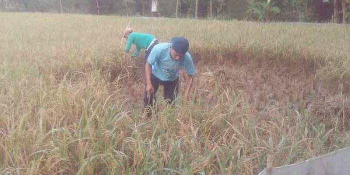 BURUK: Petani di Bojonegoro beberapa waktu lalu sedang panen padi, tetapi hasilnya sangat buruk akibat kekeringan di musim kemarau. foto: eky nurhadi/BANGSAONLINE