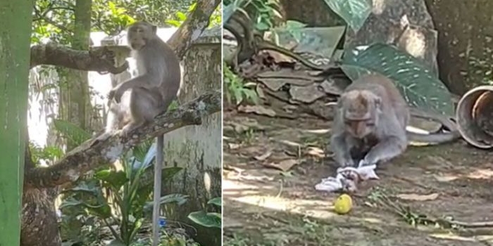Monyet ekor panjang yang masuk ke permukiman warga di Dusun Tegal Bago, Desa Arjasa, Kecamatan Arjasa, Jember.