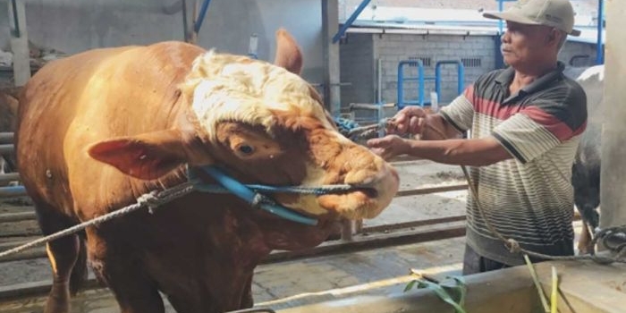 Sapi dari Presiden Prabowo di Desa Pule, Kecamatan Kandat, Kabupaten Kediri. Foto: Ist