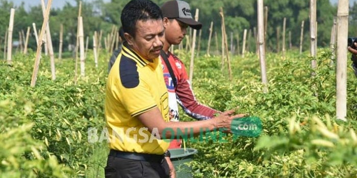 Bupati Jombang Nyono Suharli Wihandoko saat meninjau pertanian cabai di Desa Genukwatu, Kecamatan Ngoro, Minggu (8/1). foto: ROMZA/ BANGSAONLINE