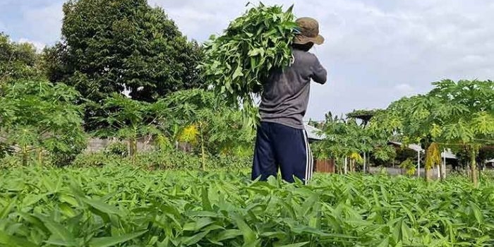 lapas-kediri-panen-400-kg-kangkung-bukti-nyata-akselerasi-program-ketahanan-pangan
