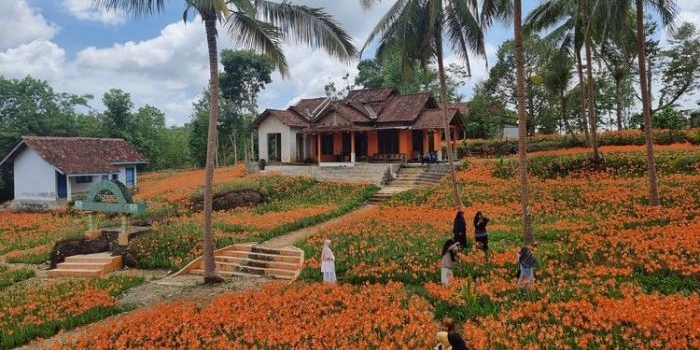taman-bunga-amarilis-gunungkidul-yogyakarta