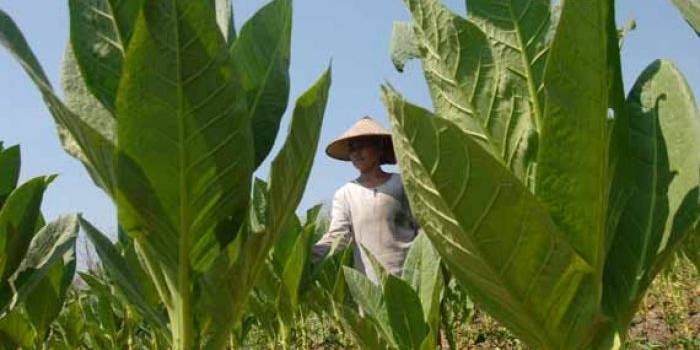Salah seorang petani tembakau sedang mengecek tembakau miliknya. foto: rony suhartomo/BANGSAONLINE
