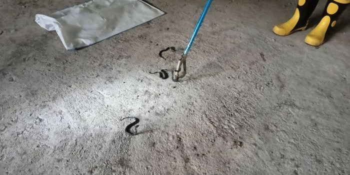 damkar-gresik-evakuasi-14-ekor-anakan-ular-kobra-di-mi-roudlotut-tholibin