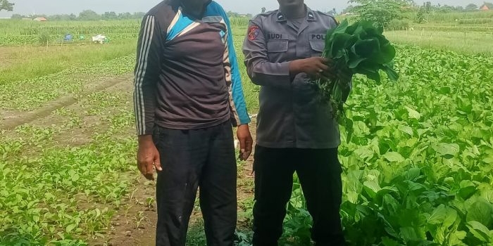 anggota-polsek-krembung-sidoarjo-turun-ke-ladang-panen-sawi-dan-dorong-ketahanan-pangan