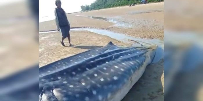 viral-hiu-tutul-sepanjang-5-meter-terdampar-mati-di-pesisir-dungkek-sumenep