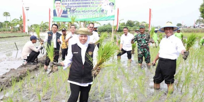 Gubernur Khofifah bersama Menteri Pertanian, Andi Amran Sulaiman, saat menanam padi di Tuban.