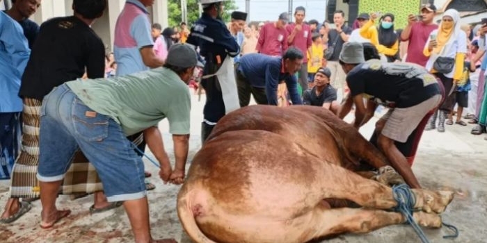 Penyembelihan sapi kurban Prabowo di Mantup Lamongan