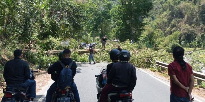 Sebuah pohon ceri di Jalan Trunojoyo Kawasan Payung Kota Batu roboh menutup badan jalan.