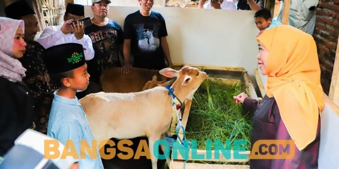 wujudkan-cita-cita-siswa-sd-di-malang-jadi-peternak-gubernur-khofifah-berikan-2-ekor-anak-sapi