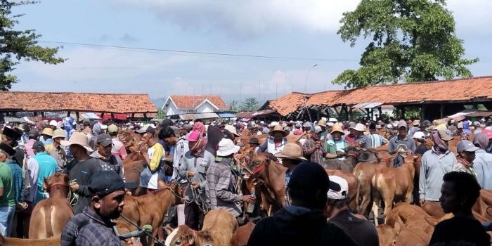 jelang-iduladha-disnak-bangkalan-perketat-pengawasan-hewan-kurban-yang-dijual