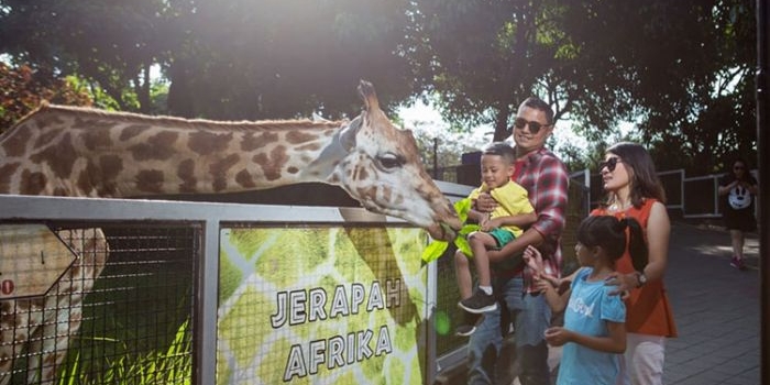 Jerapah Afrika yang ada di area JTP 2.