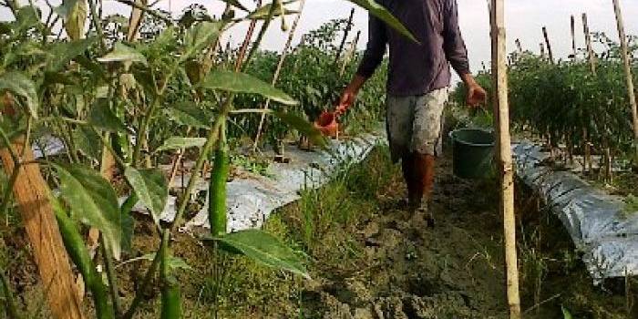 ?petani menyirami tanaman cabainya. foto:eky nur hadi/BANGSAONLINE