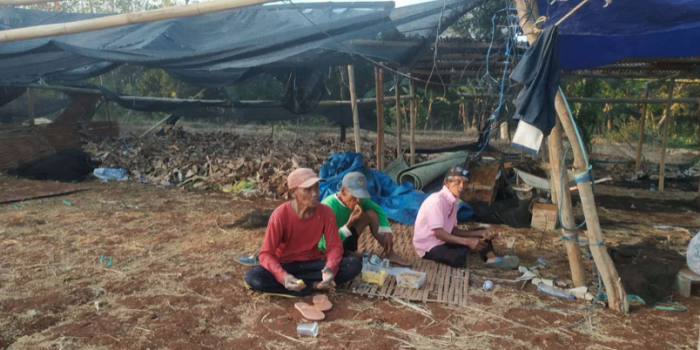 Petani tembakau di Sampang saat memasuki masa panen raya