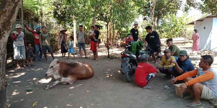 Warga Kecamatan Tongas, Kabupaten Probolinggo, saat menemukan seekor sapi yang diduga hasil curian.