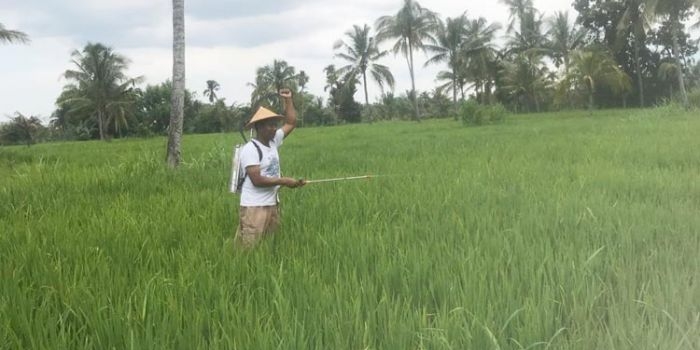 Salah satu petani di Jember sedang menyemprotkan pestisida ke tanaman padinya.