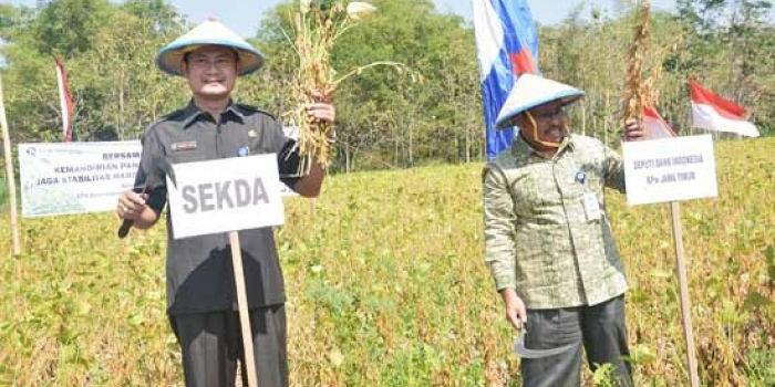 Sekkab Lamongan, Yuhronur Efendi, saat panen kedelai. foto: haris/BANGSAONLINE