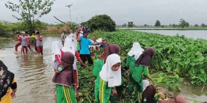 akses-darat-terendam-banjir-siswa-lp-maarif-lamongan-bersihkan-enceng-gondok