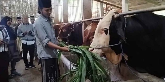 presiden-prabowo-resmi-beli-sapi-kurban-dari-pamekasan