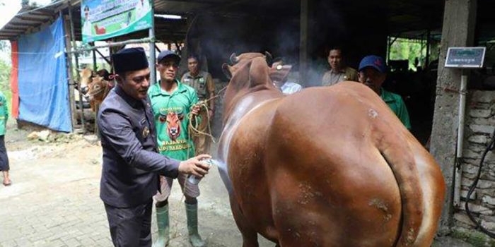 tahun-ini-pemkab-pamekasan-tak-salurkan-hewan-kurban-imbas-efisiensi-anggaran