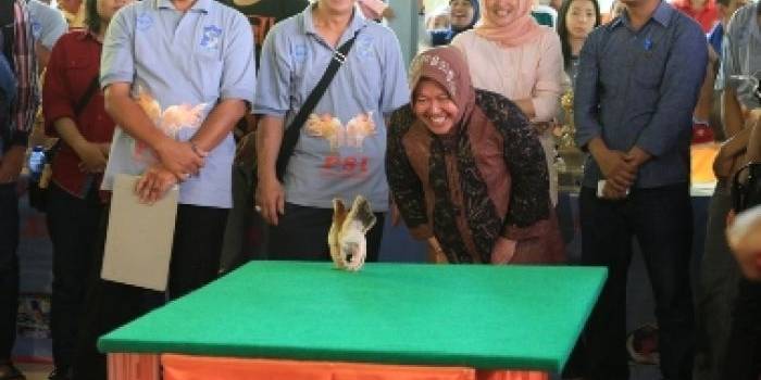 Wali Kota Surabaya, Tri Rismaharini yang tak bisa menyembunyikan tawanya ketika melihat ayam serama beralenggak-lenggok di atas ‘catwalk’ hijau. (foto: hms)