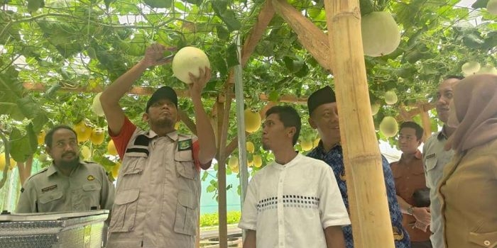 inovasi-smart-farming-machida-oleh-petani-di-sumenep-satu-pohon-melon-bisa-hasilkan-30-buah