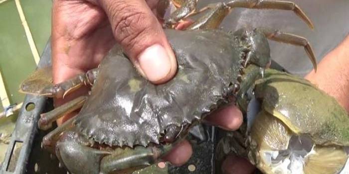 Kepiting soka yang dibudidayakan petani garam Sumenep. foto: rahmatullah/ BANGSAONLINE