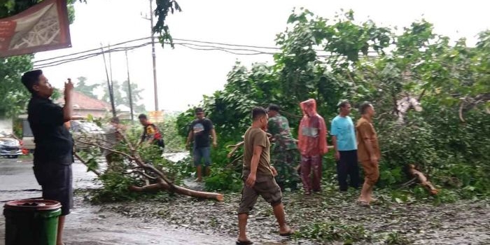 Warga dan petugas saat mengevakuasi pohon yang tumbang di Jalan Raya Jabaran, Balongbendo, Sidoarjo. 