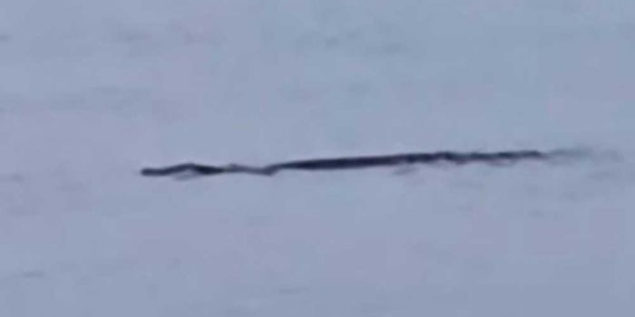 buaya-3-meter-muncul-di-perairan-sampang