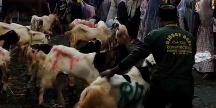 pp-amanatul-ummah-surabaya-sembelih-enam-sapi-dan-27-kambing-kurban