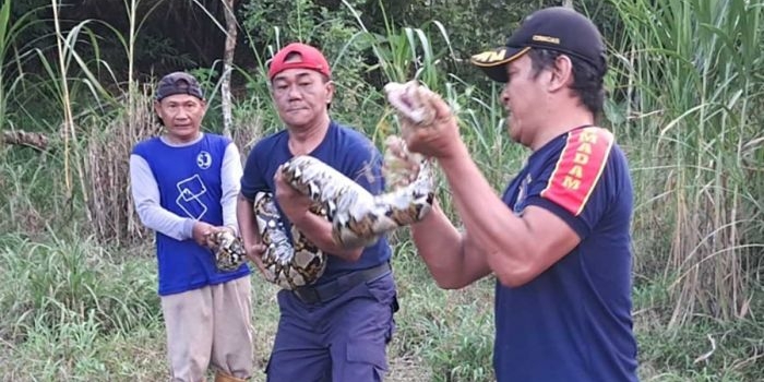 damkar-kabupaten-kediri-evakuasi-ular-piton-6-meter-di-gurah